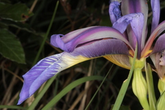 Iris graminea