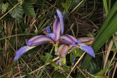 Iris graminea