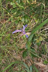 Iris graminea