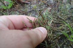 Selaginella corallina