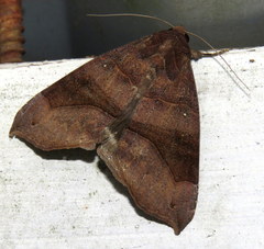 Bastilla hamatilis