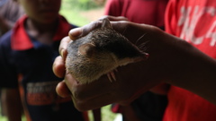 Echymipera kalubu