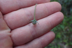 Thelesperma flavodiscum