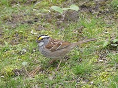 Zonotrichia albicollis
