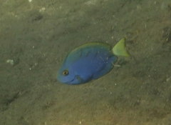 Acanthurus mata