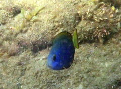 Acanthurus mata