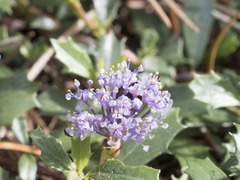 Ceanothus prostratus