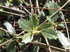 Ceanothus prostratus