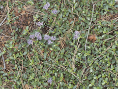 Ceanothus prostratus