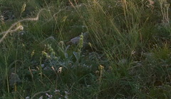 Sideritis taurica