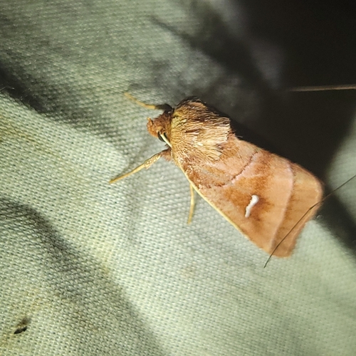 Marsh Fern Moth photo 4