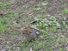 Zonotrichia albicollis