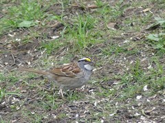 Zonotrichia albicollis