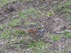 Zonotrichia albicollis