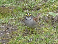 Zonotrichia albicollis