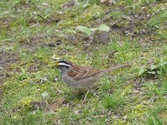 Zonotrichia albicollis