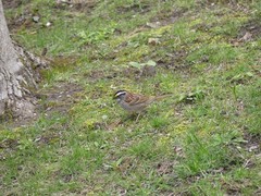 Zonotrichia albicollis