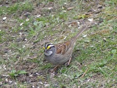 Zonotrichia albicollis