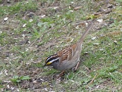 Zonotrichia albicollis