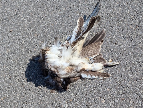 Red-tailed Hawk photographed in Alabama