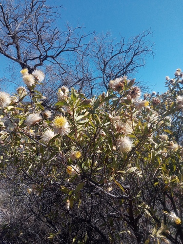 Hyaloseris salicifolia, 2024-08-10