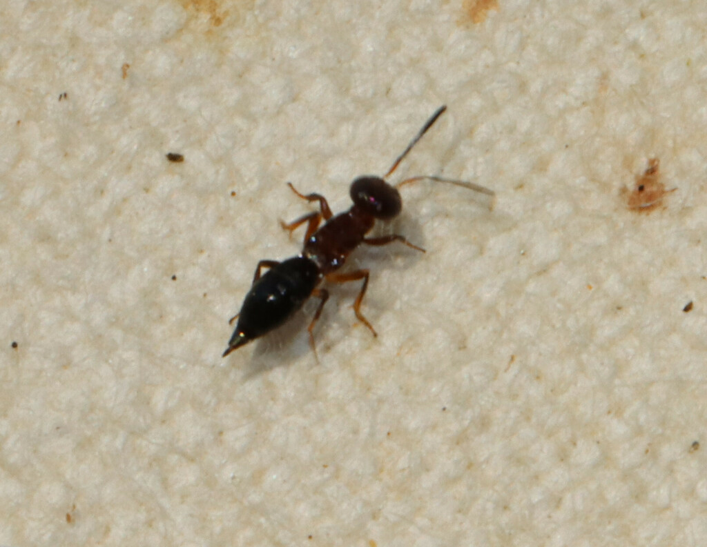 Brasema leucothysana