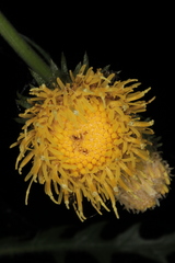 Cirsium erisithales