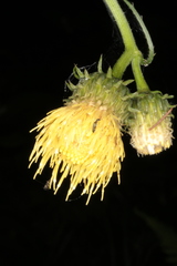 Cirsium erisithales