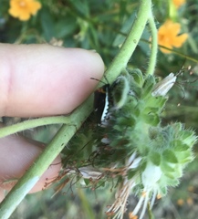 Cosmopepla conspicillaris