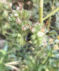 Cosmopepla conspicillaris