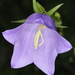 Peach-leaved Bellflower - Photo (c) botanico, some rights reserved (CC BY-NC), uploaded by botanico