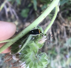 Cosmopepla conspicillaris