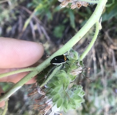 Cosmopepla conspicillaris