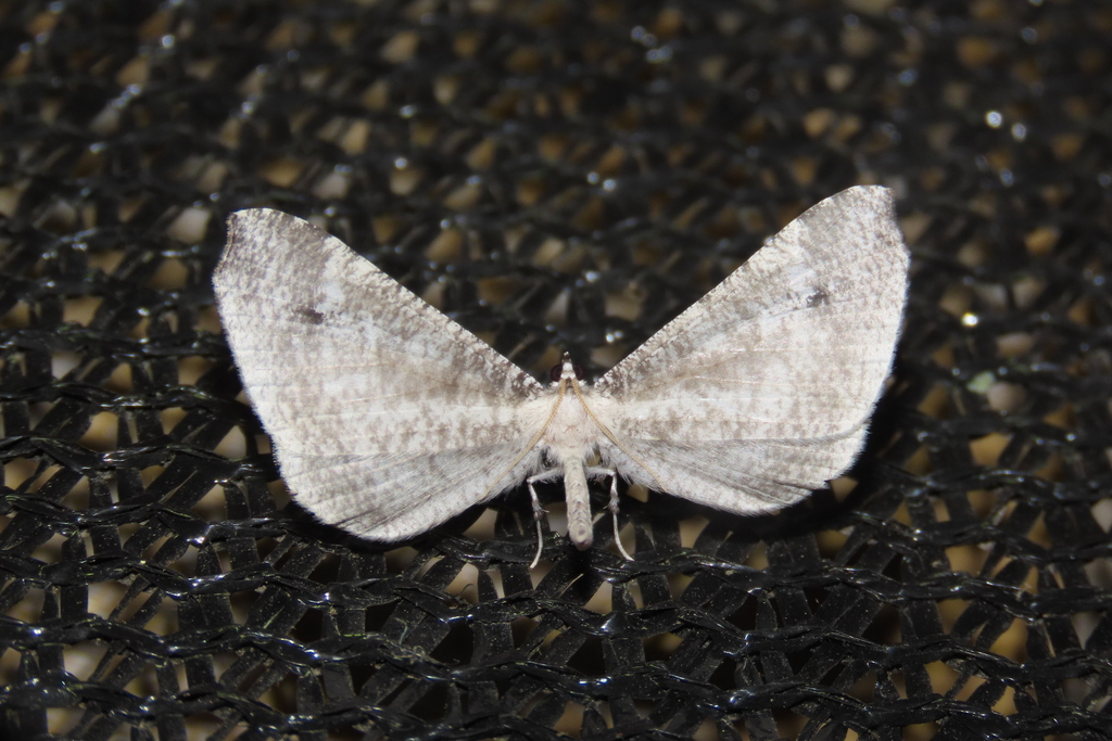 Macrosoma ustrinaria