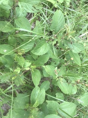 Ceanothus americanus americanus