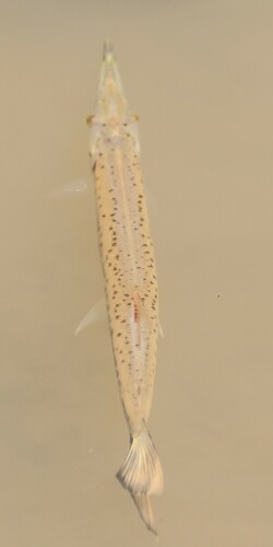 Spotted pike-characin