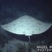 Australian Butterfly Ray - Photo (c) Nigel Marsh, some rights reserved (CC BY-NC), uploaded by Nigel Marsh