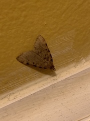 Aglossa pinguinalis