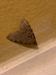 Aglossa pinguinalis