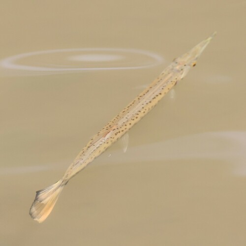 Spotted pike-characin (Boulengerella maculata) — Ctenoluciidae — 4