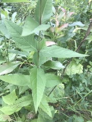 Eupatorium godfreyanum
