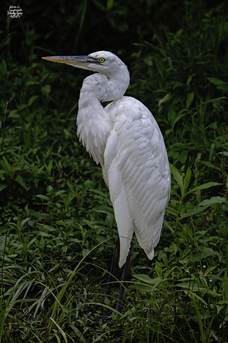 Great White Heron photographed in North Carolina