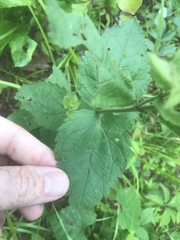 Eupatorium rotundifolium