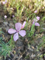 Clarkia dudleyana