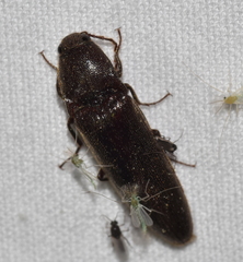 Melanotus castanipes