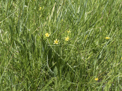 Ranunculus orthorhynchus