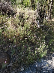 Clarkia dudleyana