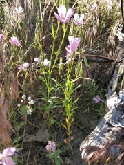 Clarkia dudleyana