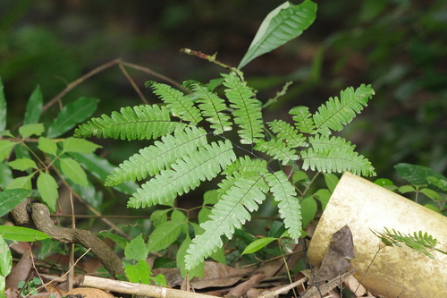 Giant maidenhair (Adiantum polyphyllum)