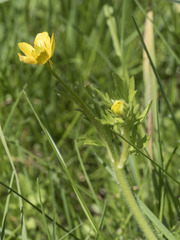 Ranunculus orthorhynchus